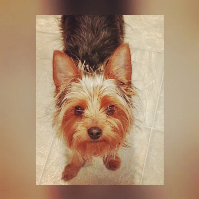 Thank You For Helping Hercules!