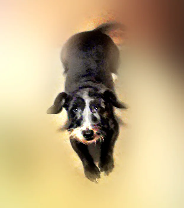 Your Services Saved Our Boy Wall-E's Life