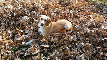 Chase is Missed - We Will Hold Onto His Memory Forever