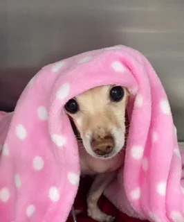 Thank You for Helping My Best Friend Zeta