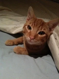 Thank You For Saving My Cat Big Orange Flying Tiger