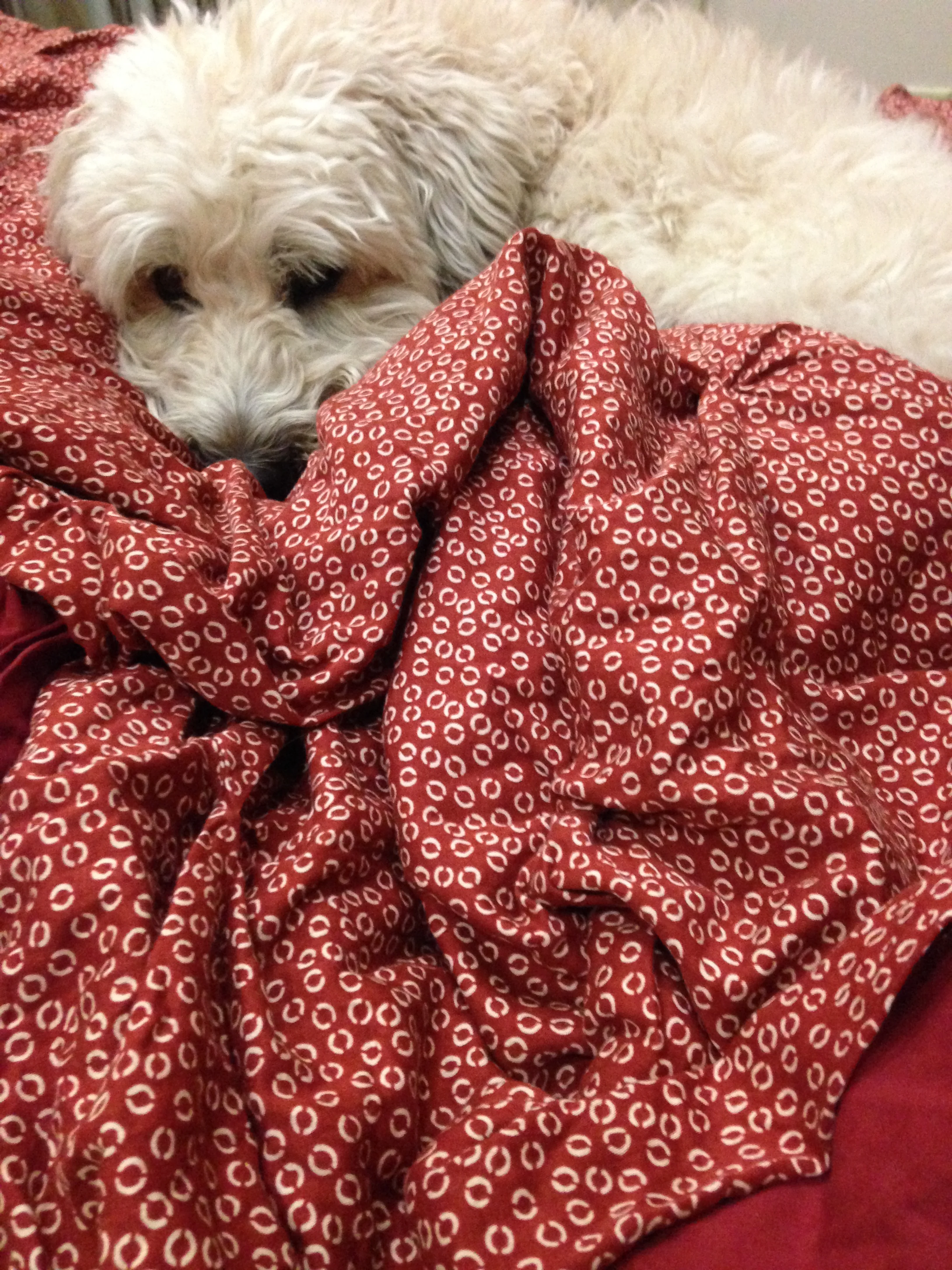 I Wish I Could Thank Every Donor for Helping Piper