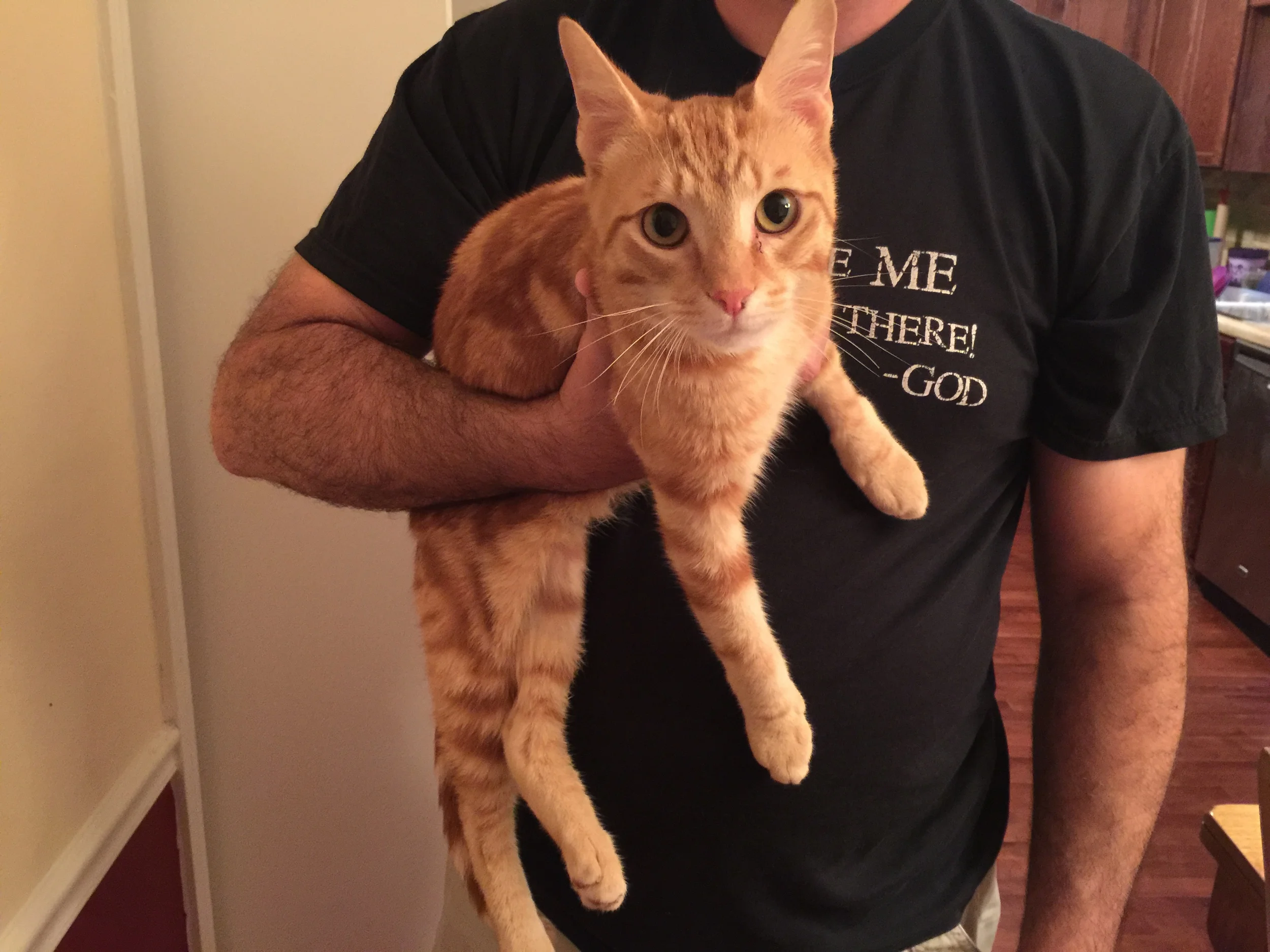 Thank You for the Support You Provided for Our Kitty Davey