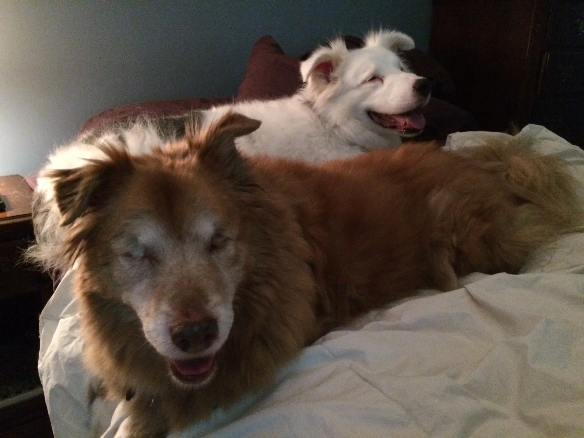 Thanks to Frankie's Friends My Roxie June is Thirteen and Thriving