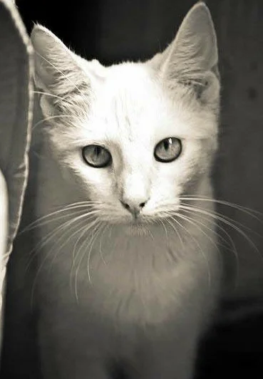 A Gift that Saved My Kitty Squeeky's Life