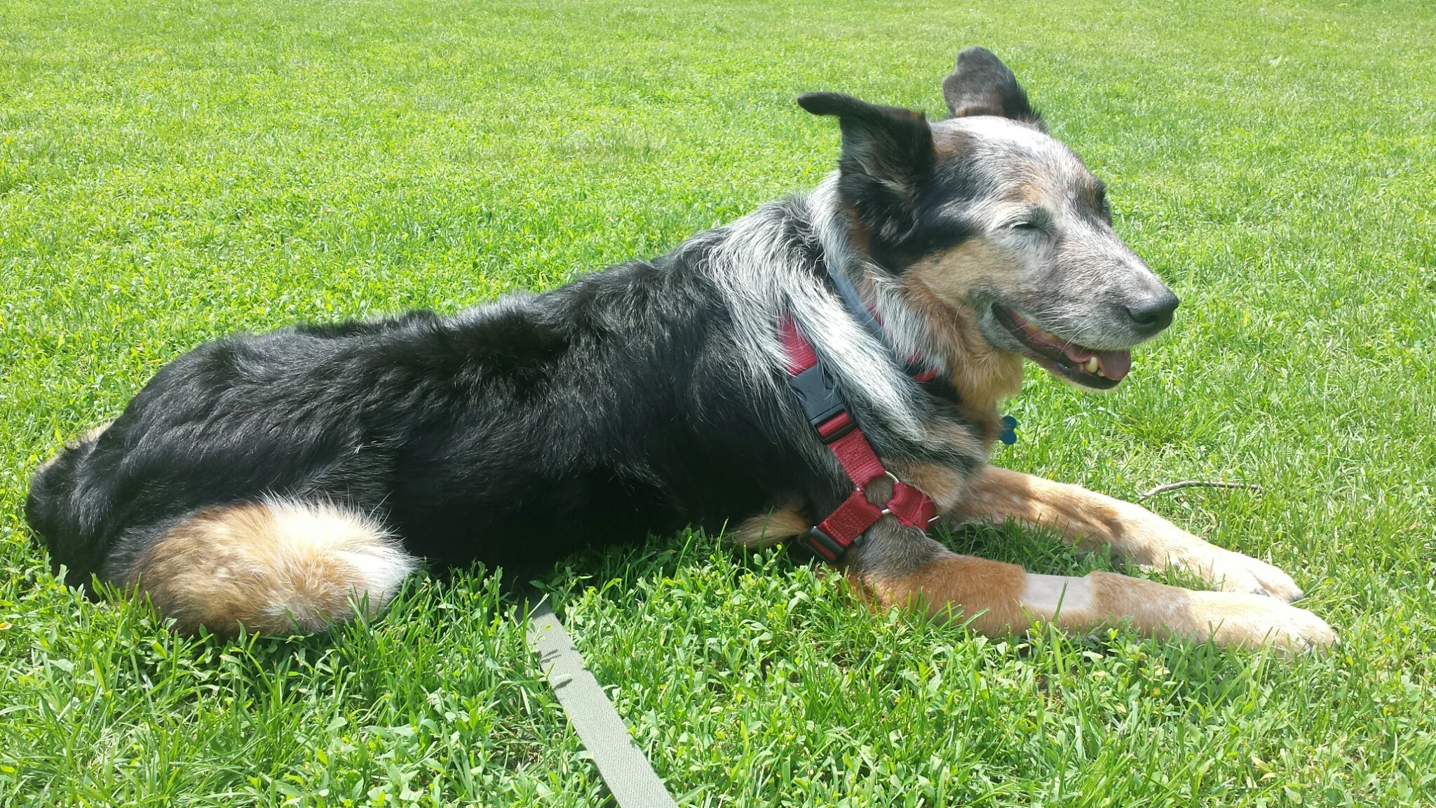 Thank you to everyone for helping Harvey