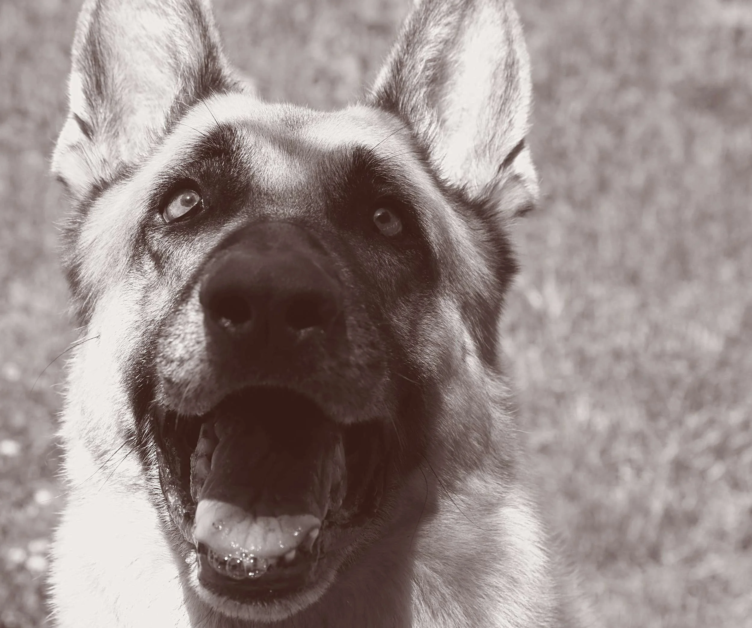 Spencer Sends a Big Slobbery Kiss of Gratitude to Each of You