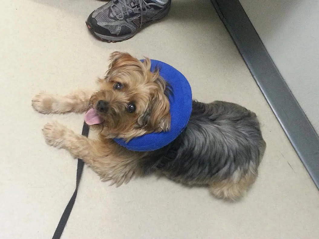 Thank You for Helping My Fur Baby Shockey