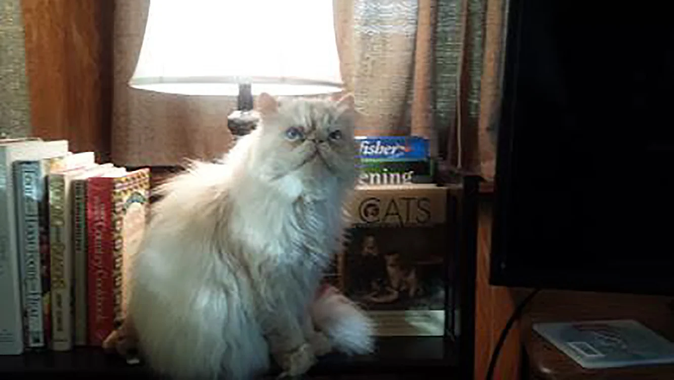 Old Blue Eyes is Back!