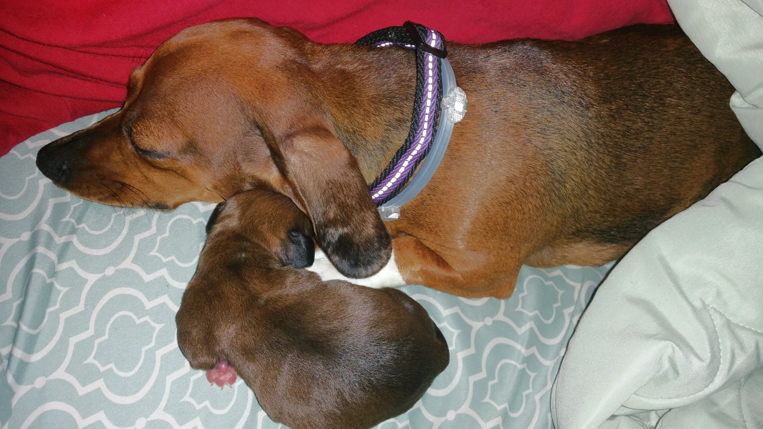 Thank You for Helping to Save Penny and her Pup