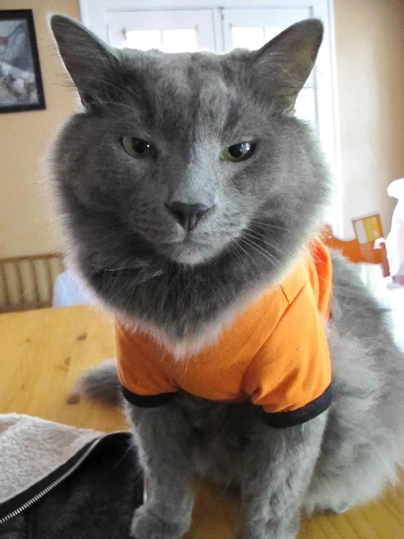 It Means the World to Us That Our Cat is Saved