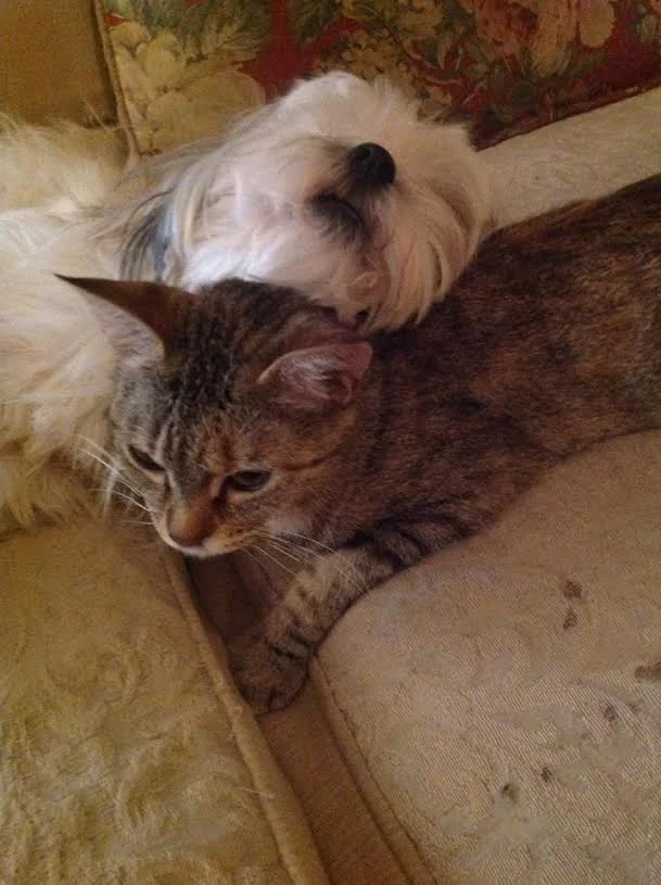 We are Grateful to Have Our Kitty Scar Back to Her Wonderful Self!