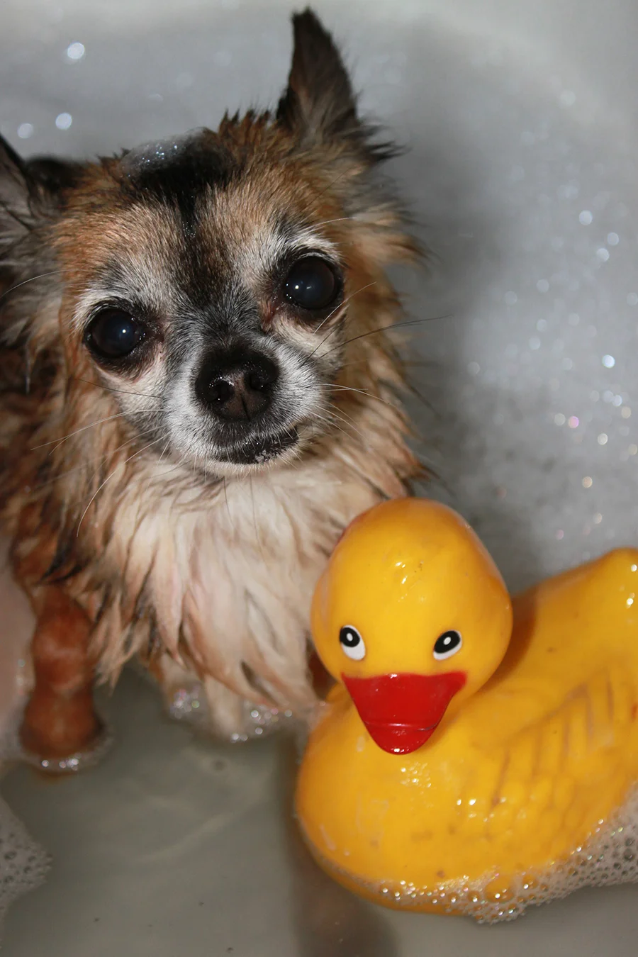 Thank You for Helping to Save Ernesto, the Light of Our Lives