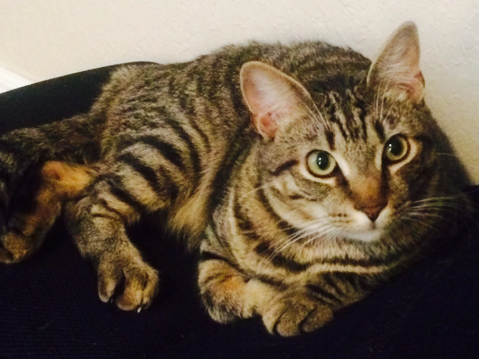 I'm Overjoyed to Have My Sweet Kitten Sebastian Back in My Arms!