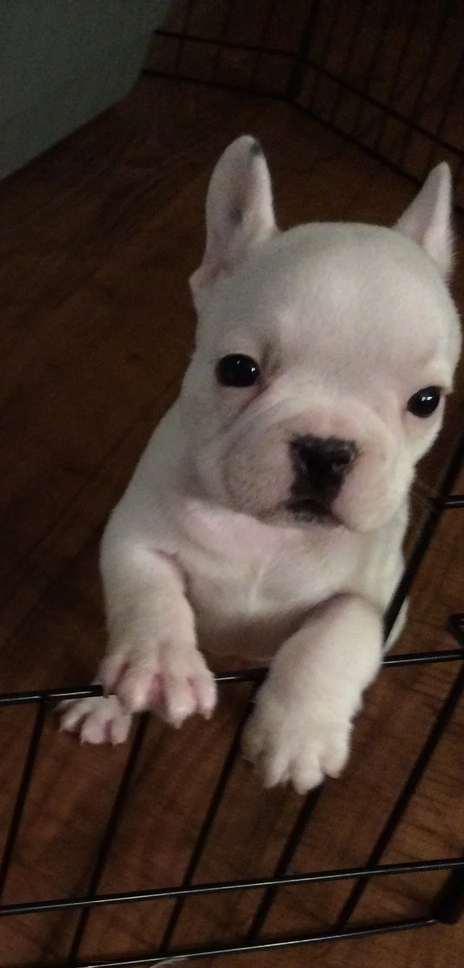 Thank You for Helping Ollie - My Love, My Life, My Friend