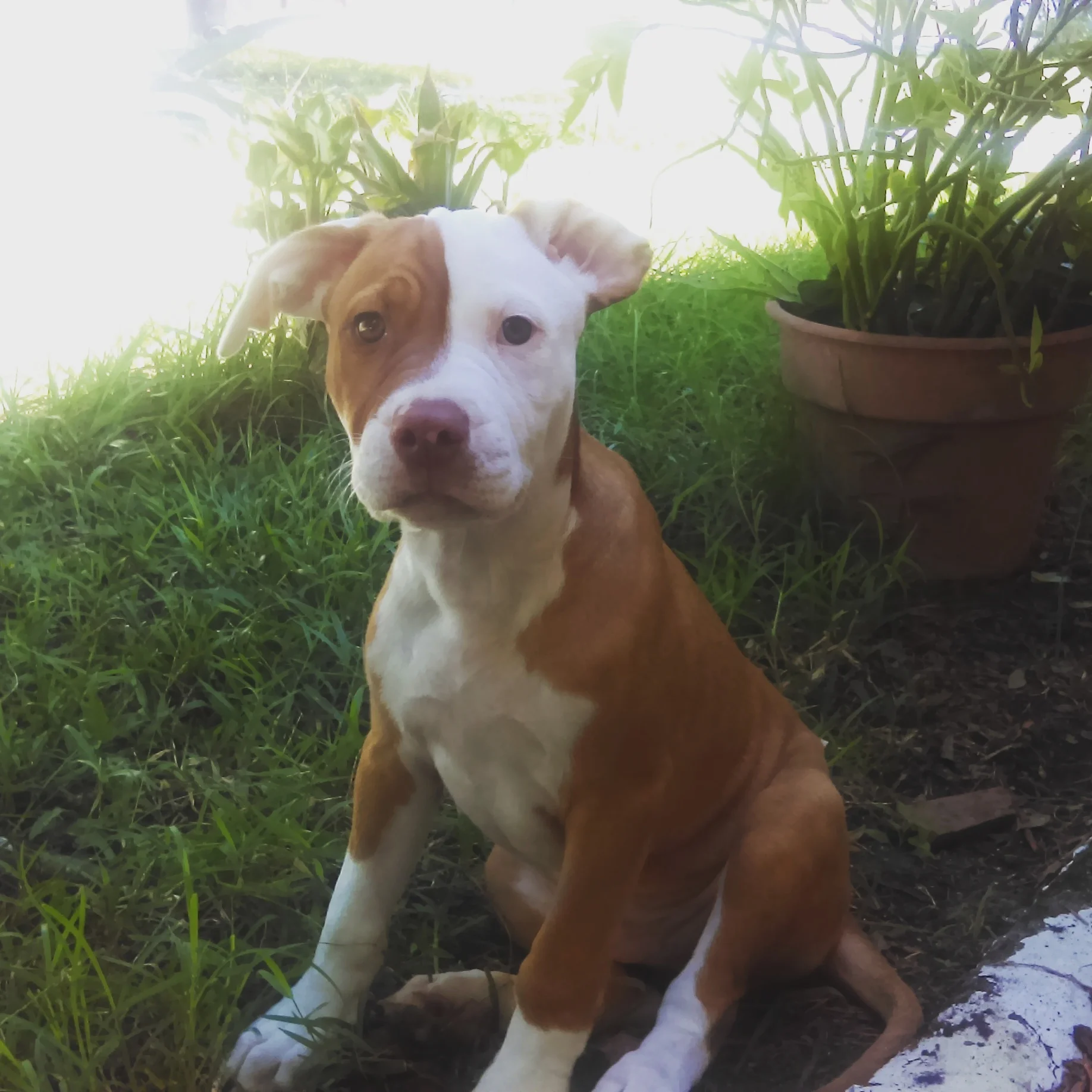 Thank You for Helping Riley - He's My Heart and Soul