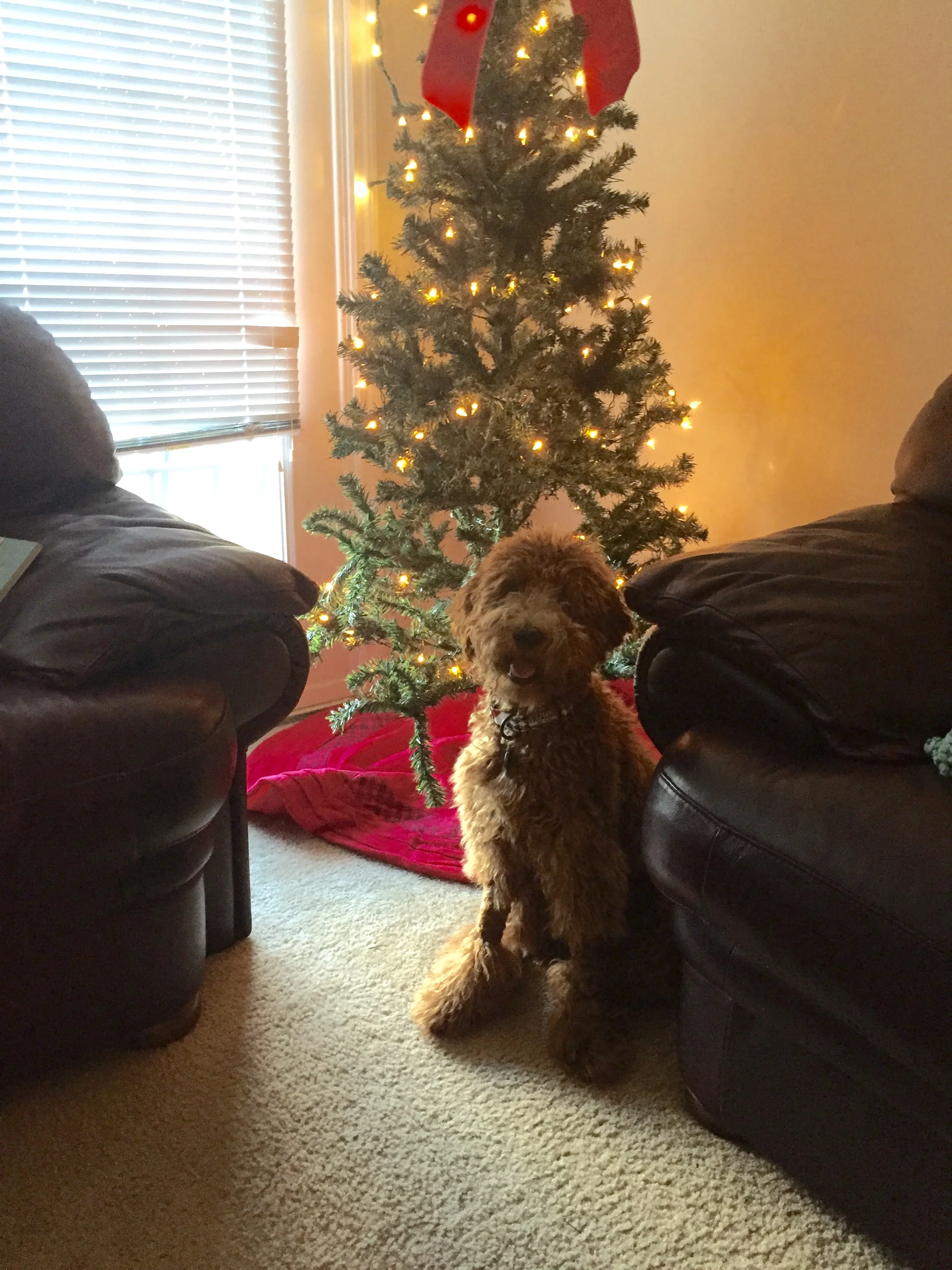 If Marley could talk, I know she would thank you with her wonderful kisses!