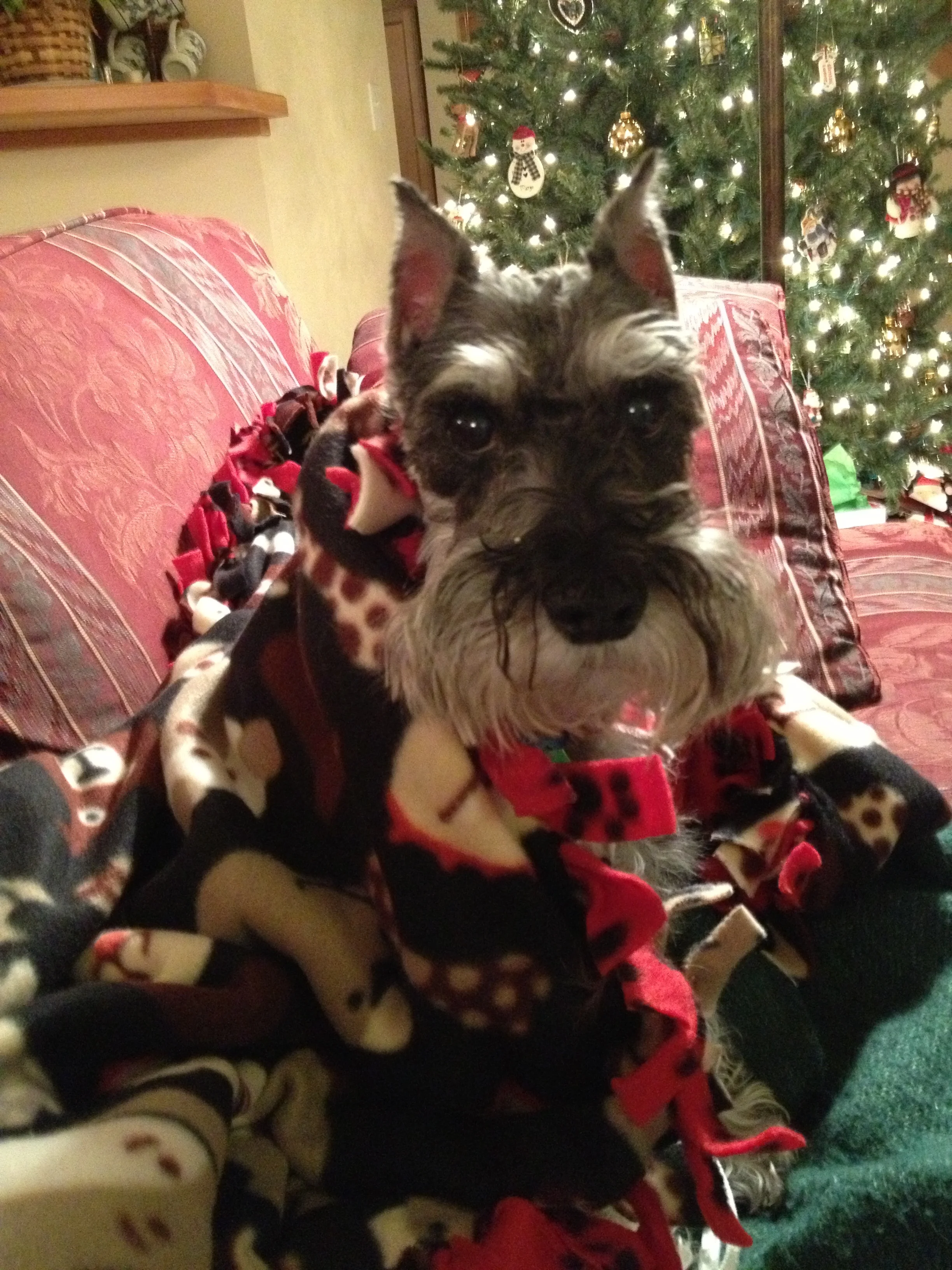 Mitzi, My Best Friend