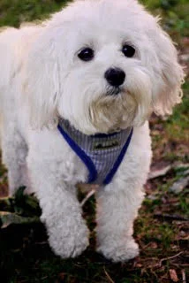 We Love and Miss You Avery