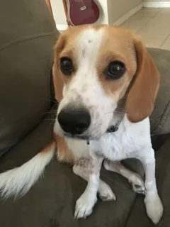 Thank You for Saving Riley, Our Christmas Miracle!