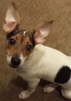 Bailey, A Sweet and Loving Puppy!