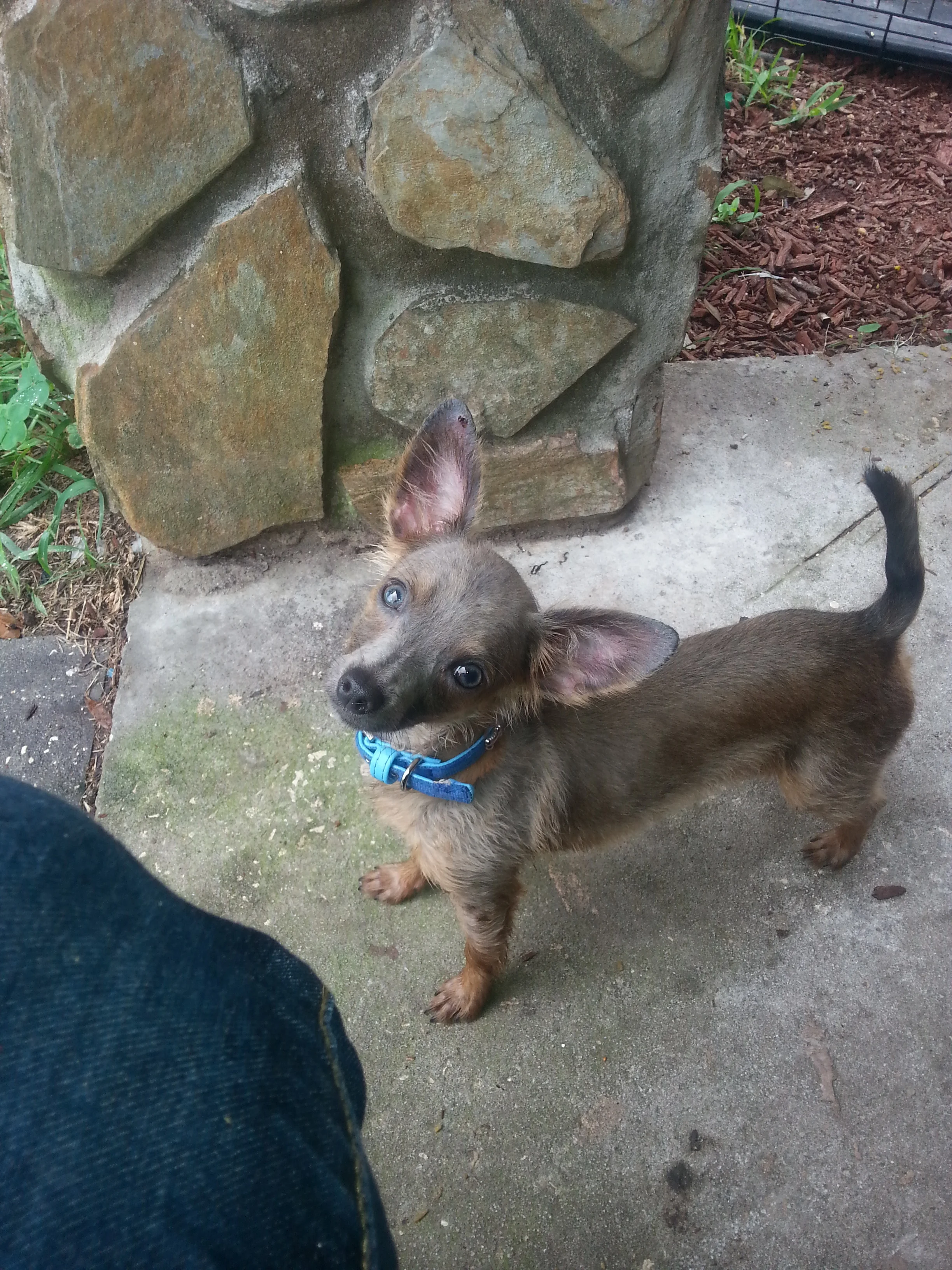 Thank You for Your Support for Snoopy, A Special Part of Our Family