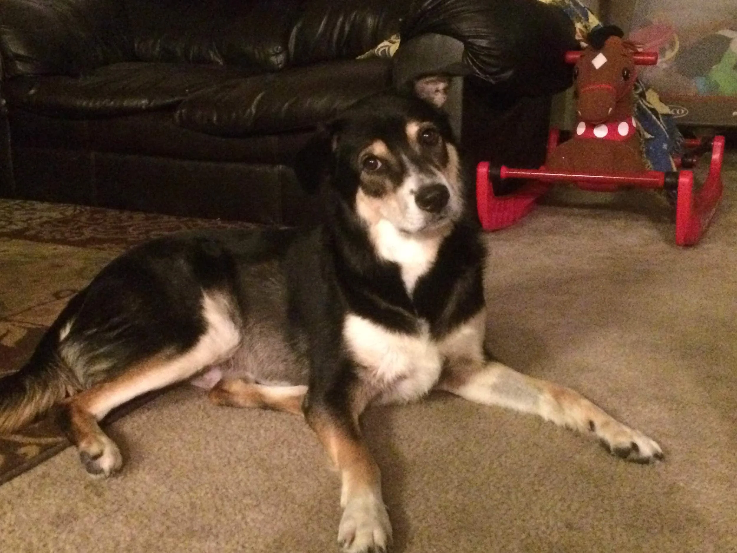 Thank You for Helping to Save Tig and Keeping Our Family Whole