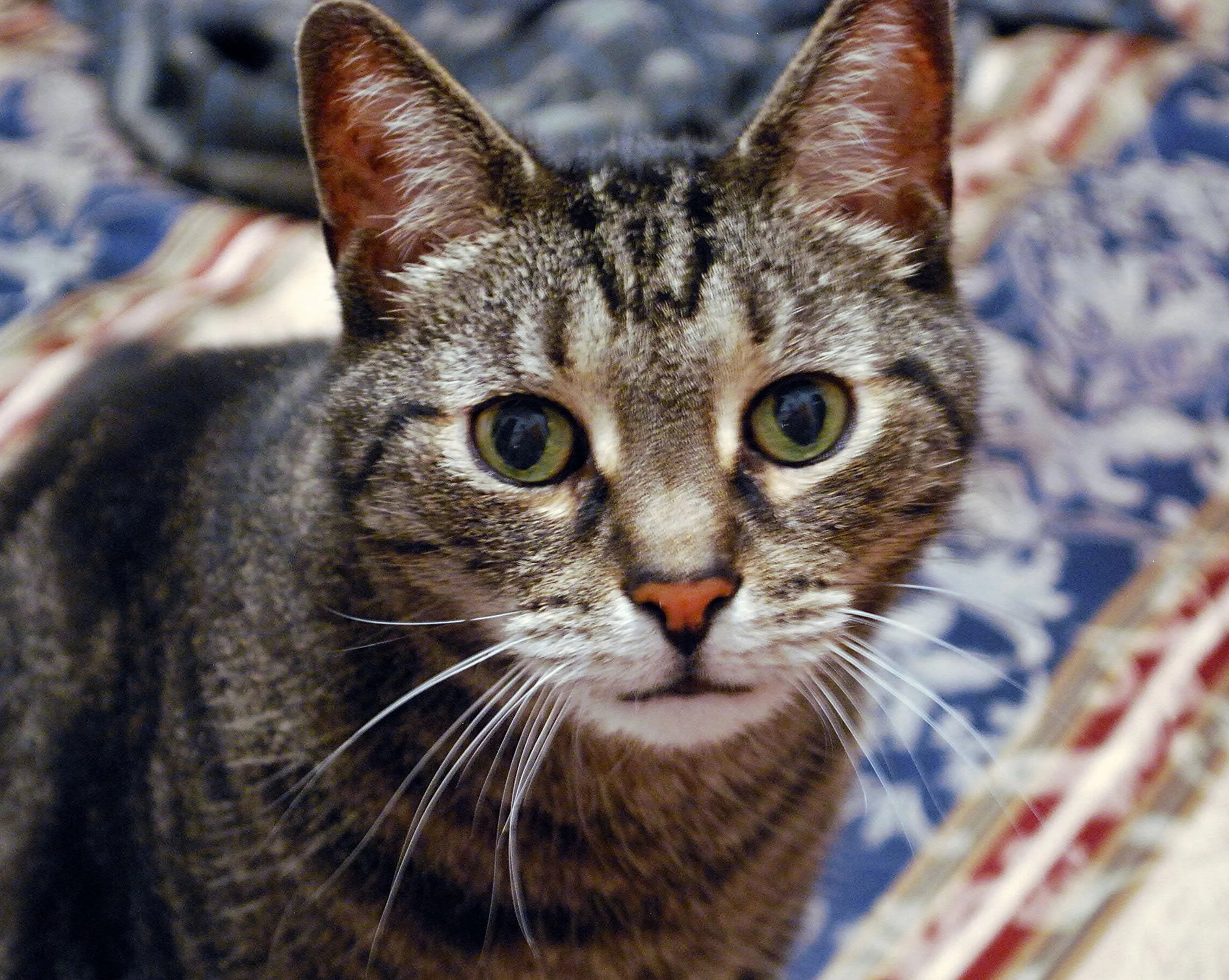 In Memory of Spanky, Our Loving and Handsome Cat