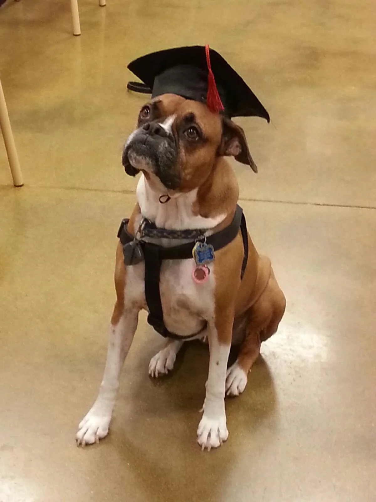 Forever Grateful To Frankie's Friends for Giving My Girl Tilly a Second Chance at Life