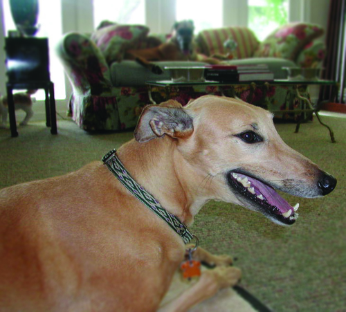 Frankie DeBartolo