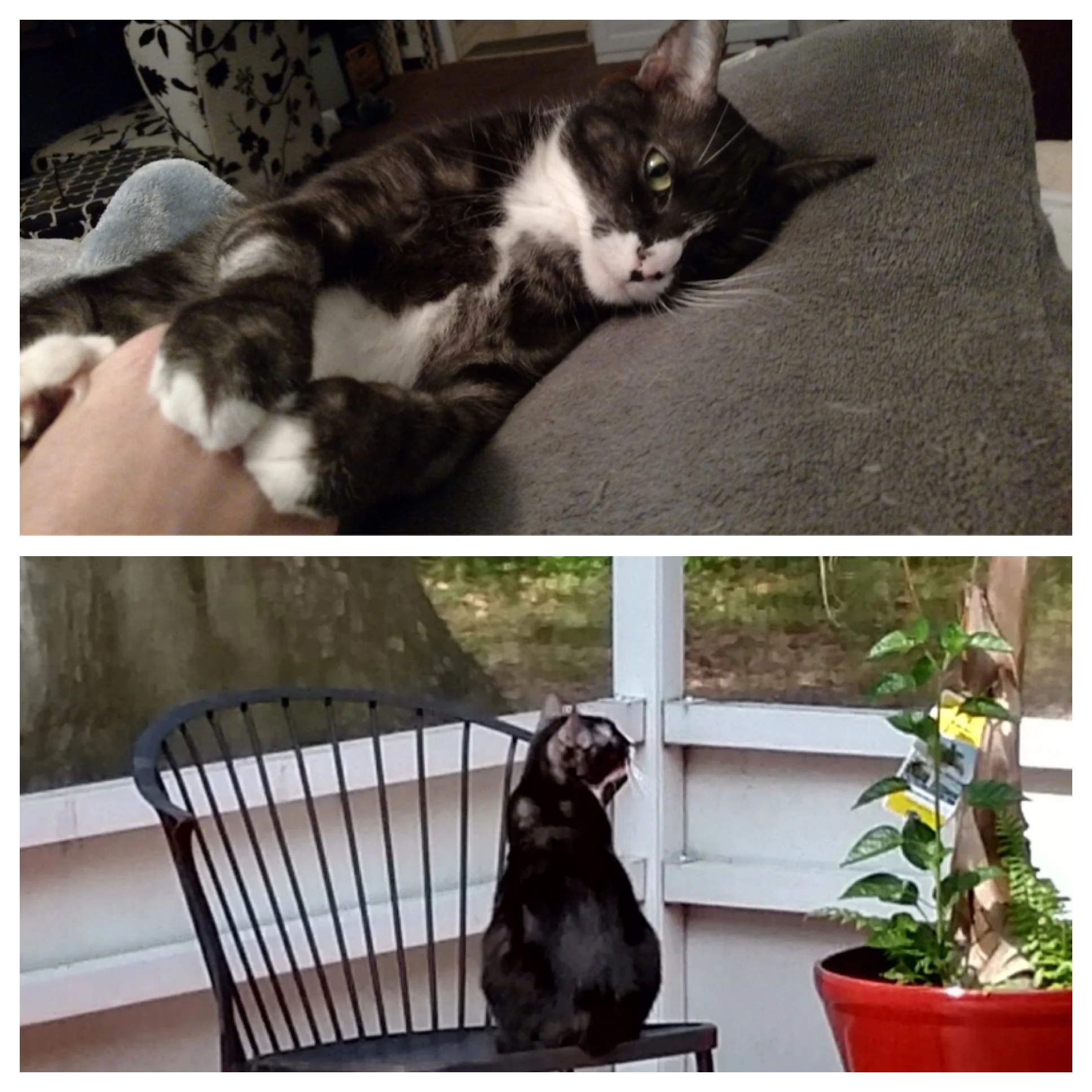Thank You for Your Support and the Donations that saved Skiddy's Life