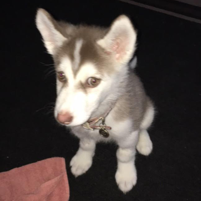 Narly, alaskan klee kai - Dog Photo Contest