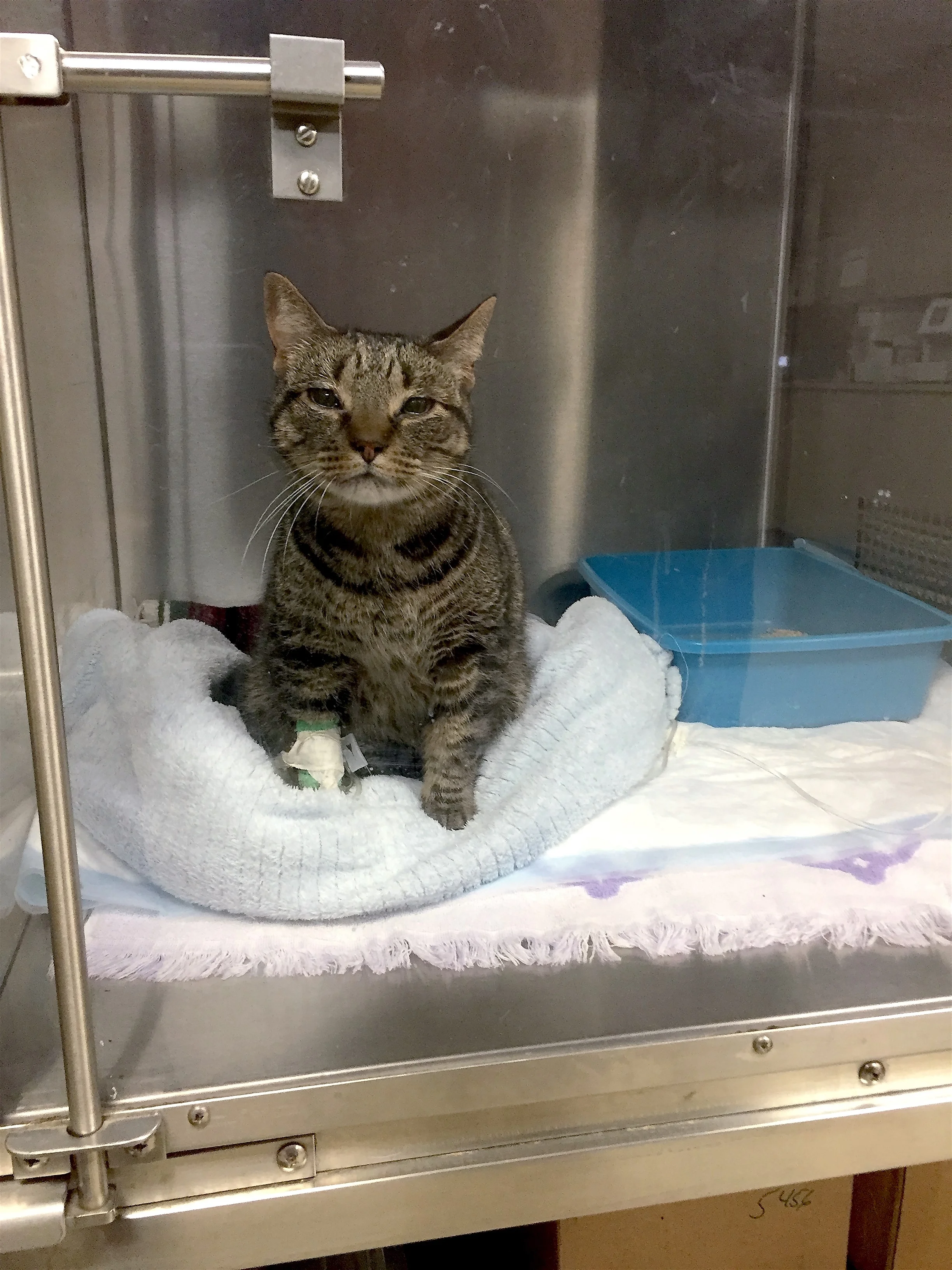 DONATE NOW TO HELP LUCY - Help needed for cat rescued from Lawrenceville fire