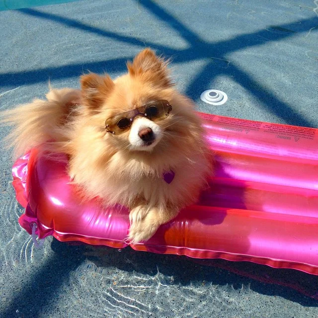 In Memory of Our Princess Annabelle