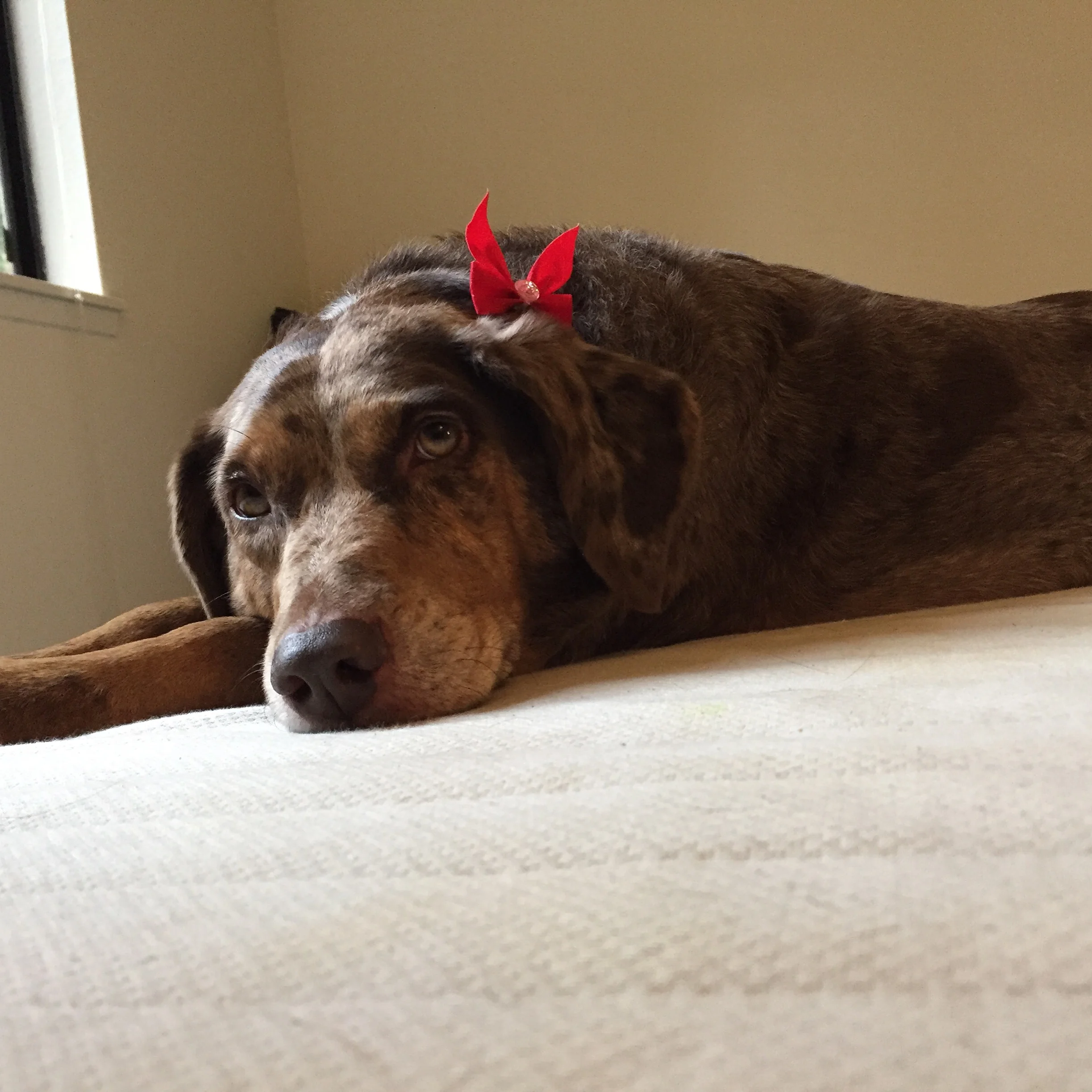 Thank You to Everyone for Helping Lanie in Renton Washington!