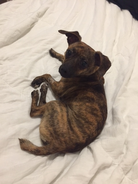 Huge Thank You for Helping my Little Molly