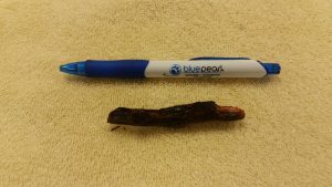 This stick was inside Cuddy’s neck for nearly half a year.
