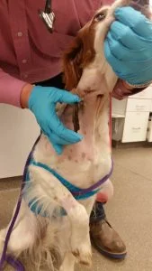 Dr. Andrew Jackson of BluePearl Veterinary Partners with the stick he removed from Cuddy.