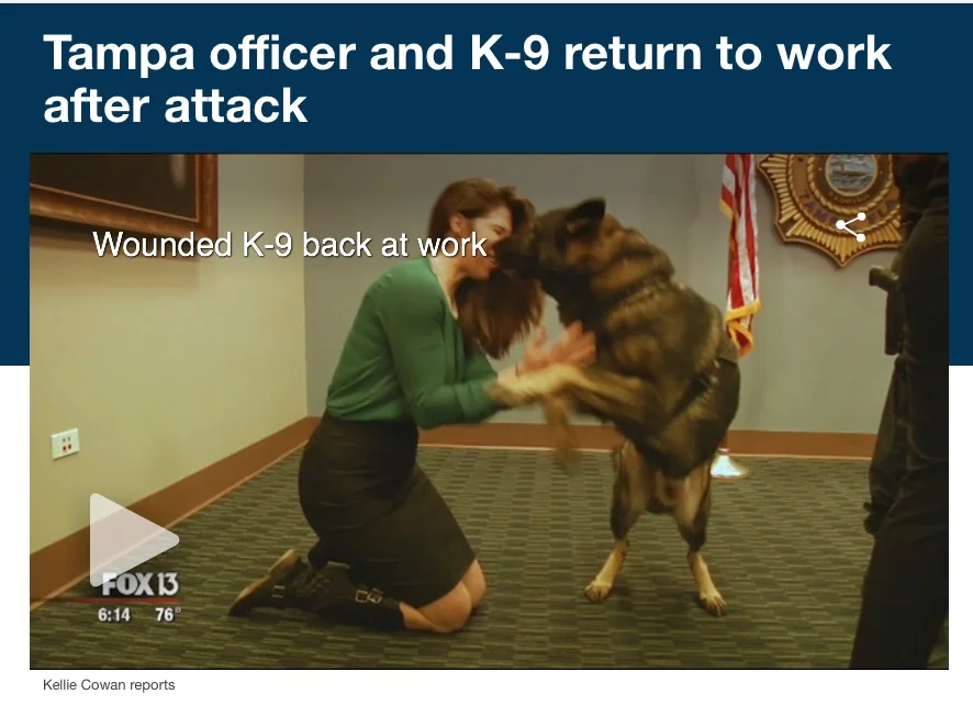 Tampa officer and K-9 return to work after attack