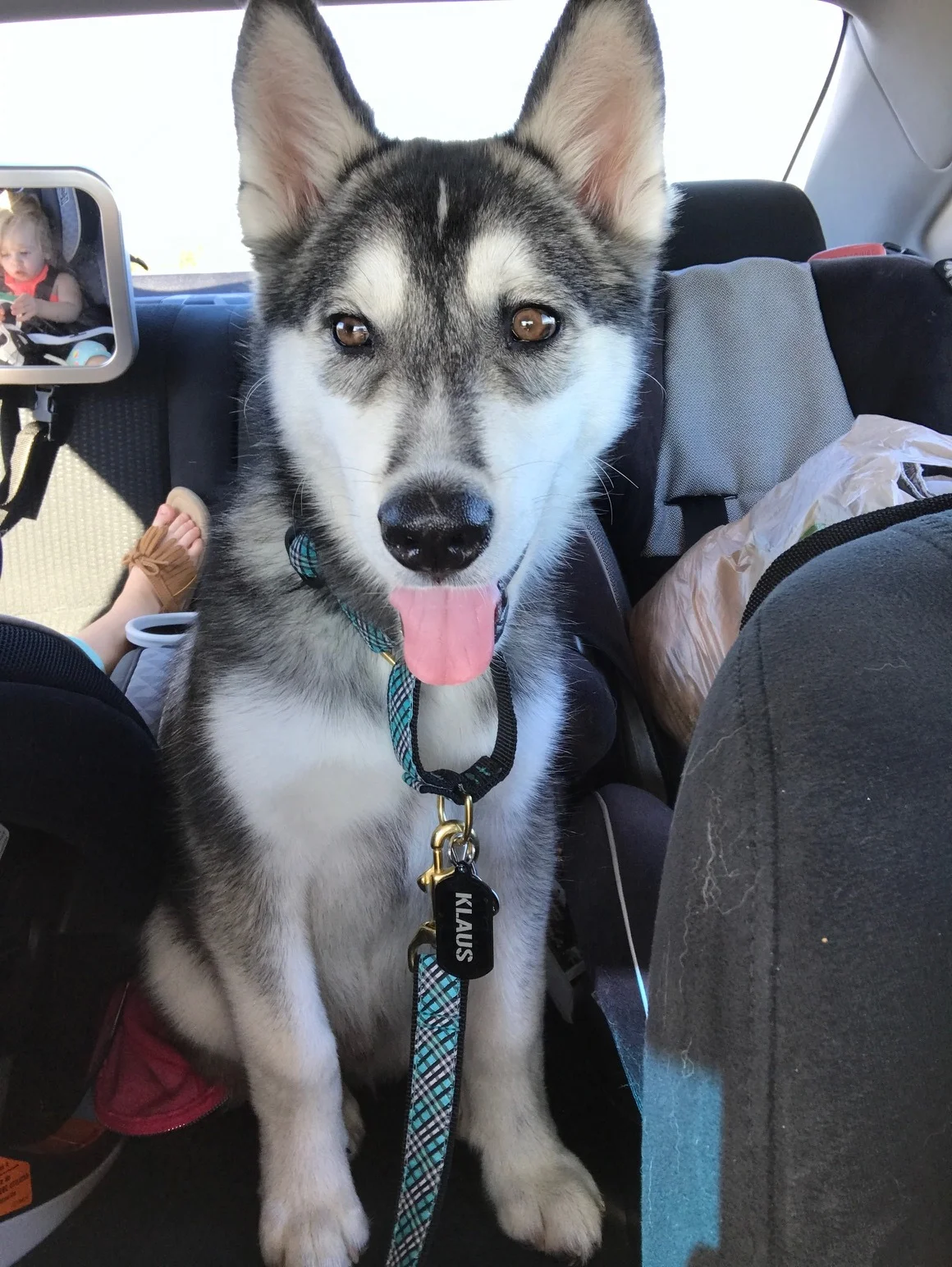 Thank You Frankie's Friends for Helping Our Pup Klaus