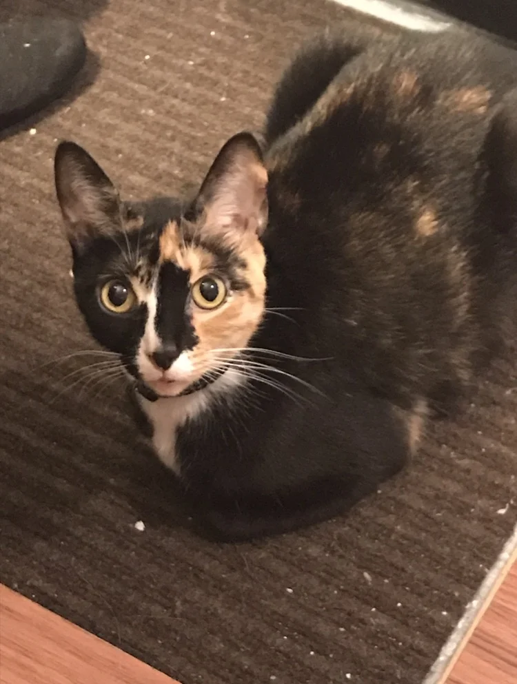 Thank You for Giving Ruby a Second Chance at Life