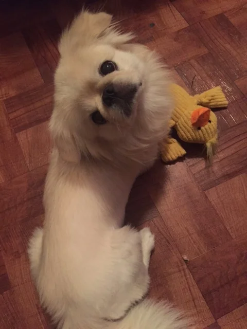 Thank You A Thousand Times for Helping Our Baby Boy Polo