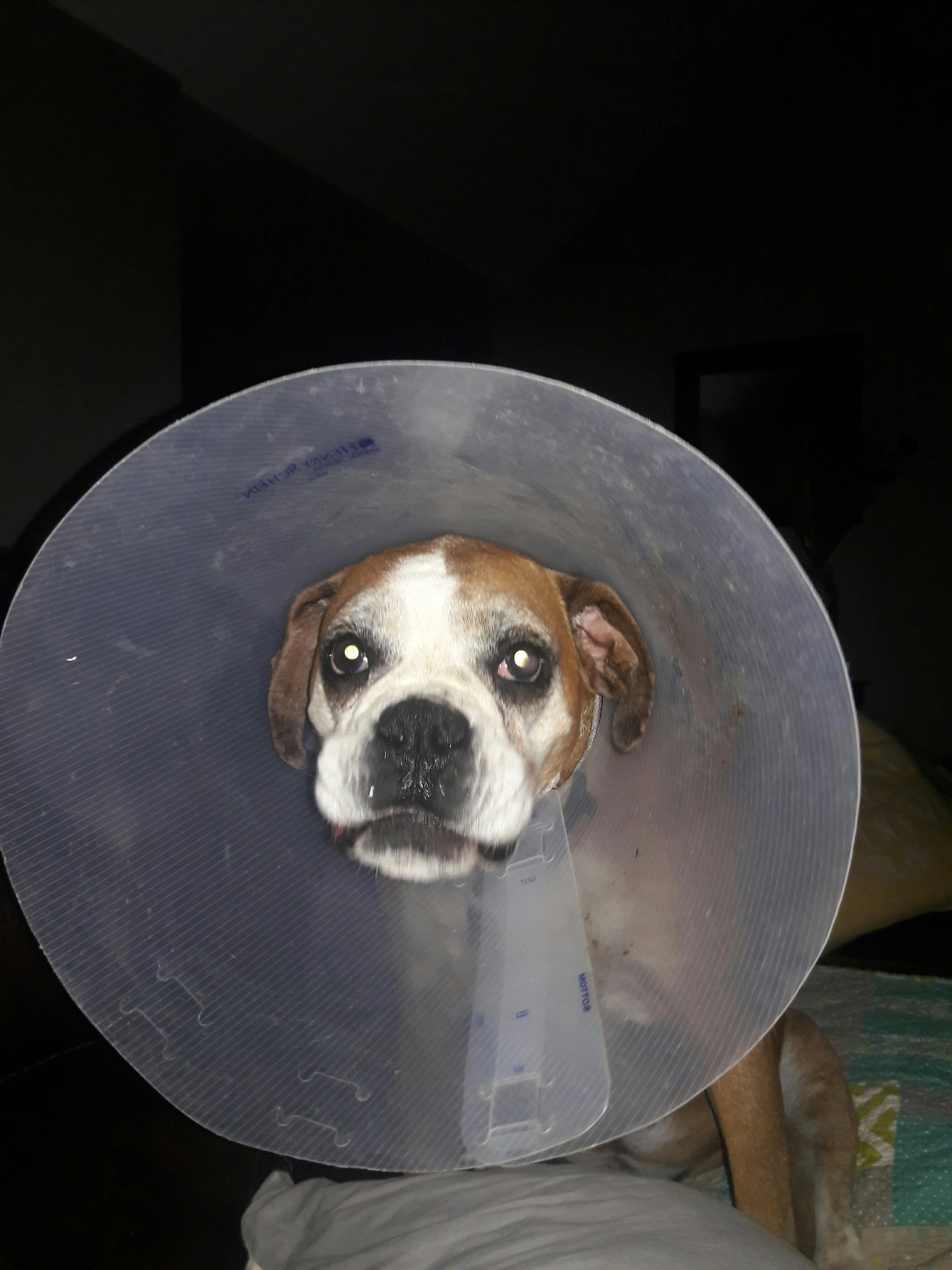 Ella one week post op. Indolent ulcer on Left eye. She is almost 100%! We are forever thankful to Frankie's Friends!! When we become more financially stable in the future, we will definitely be giving back to your foundation! 