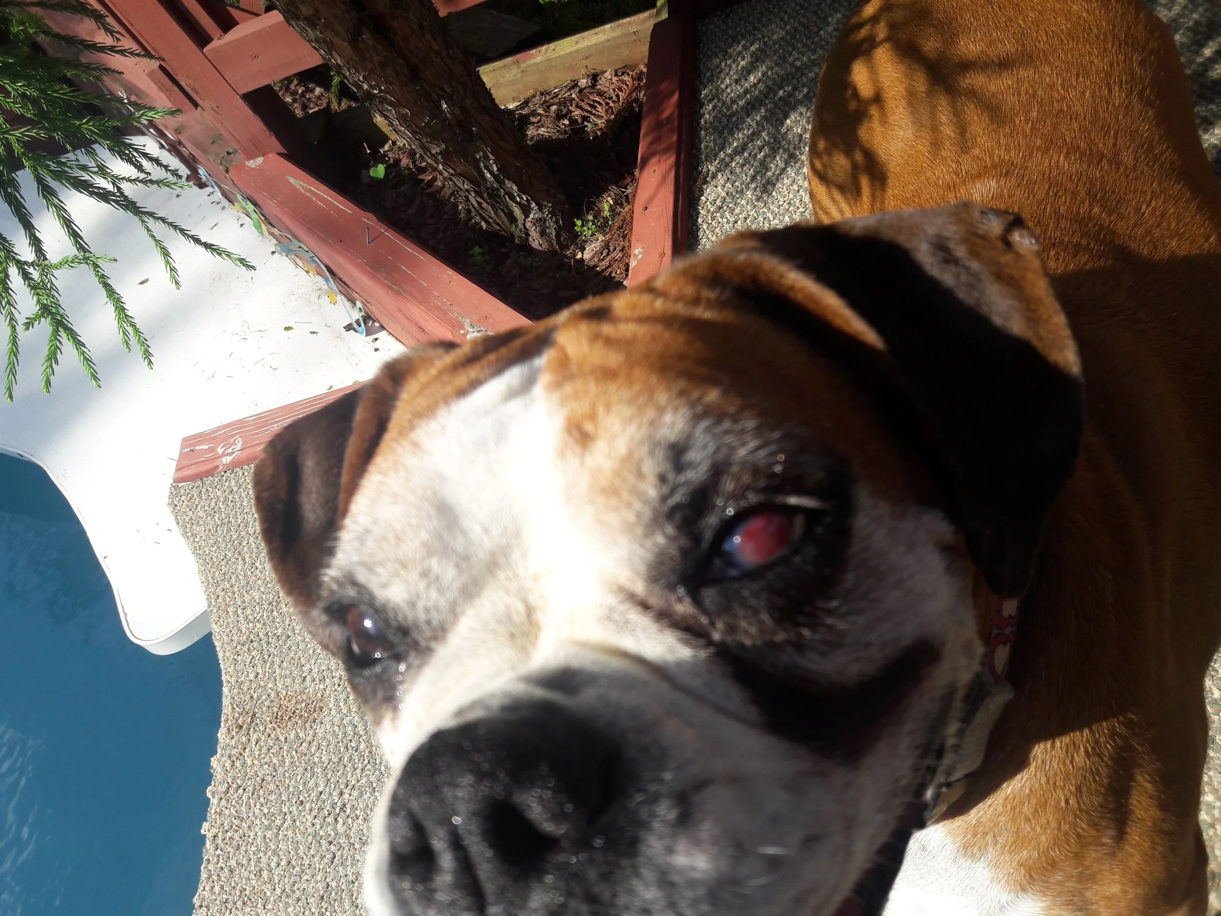 Ella prior to surgery.