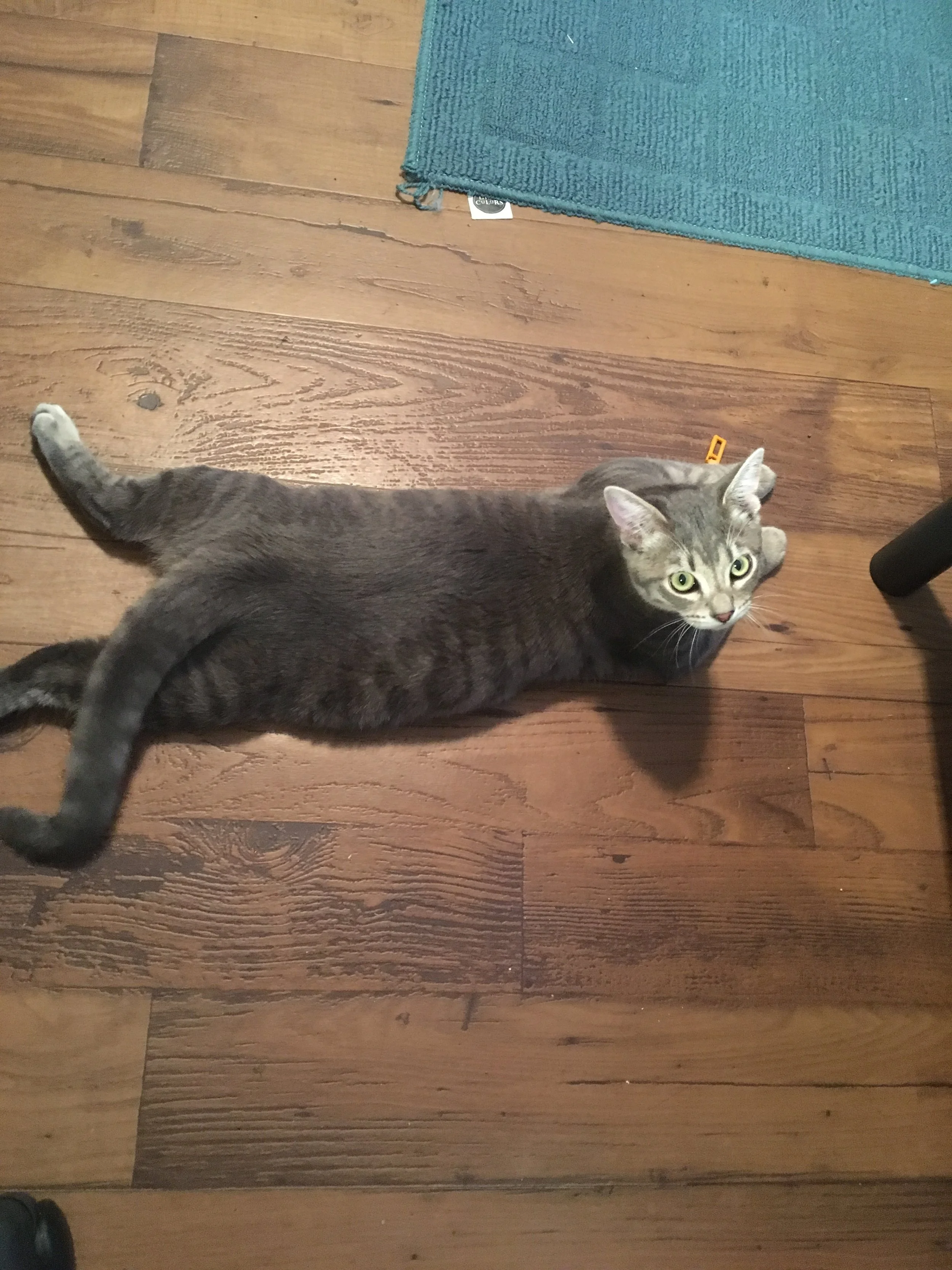 I am so grateful for this organization! Thank you for helping to save my cat Gizmo's life!