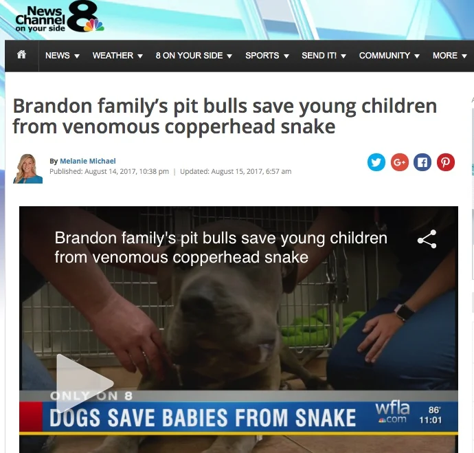 NEWS CHANNEL 8: Brandon family’s pit bulls save young children from venomous copperhead snake