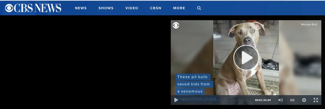 CBS NEWS: Hero pit bulls save kids from venomous copperhead snake