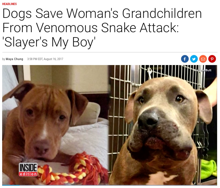 INSIDE EDITION: Dogs Save Woman's Grandchildren From Venomous Snake Attack: 'Slayer's My Boy'