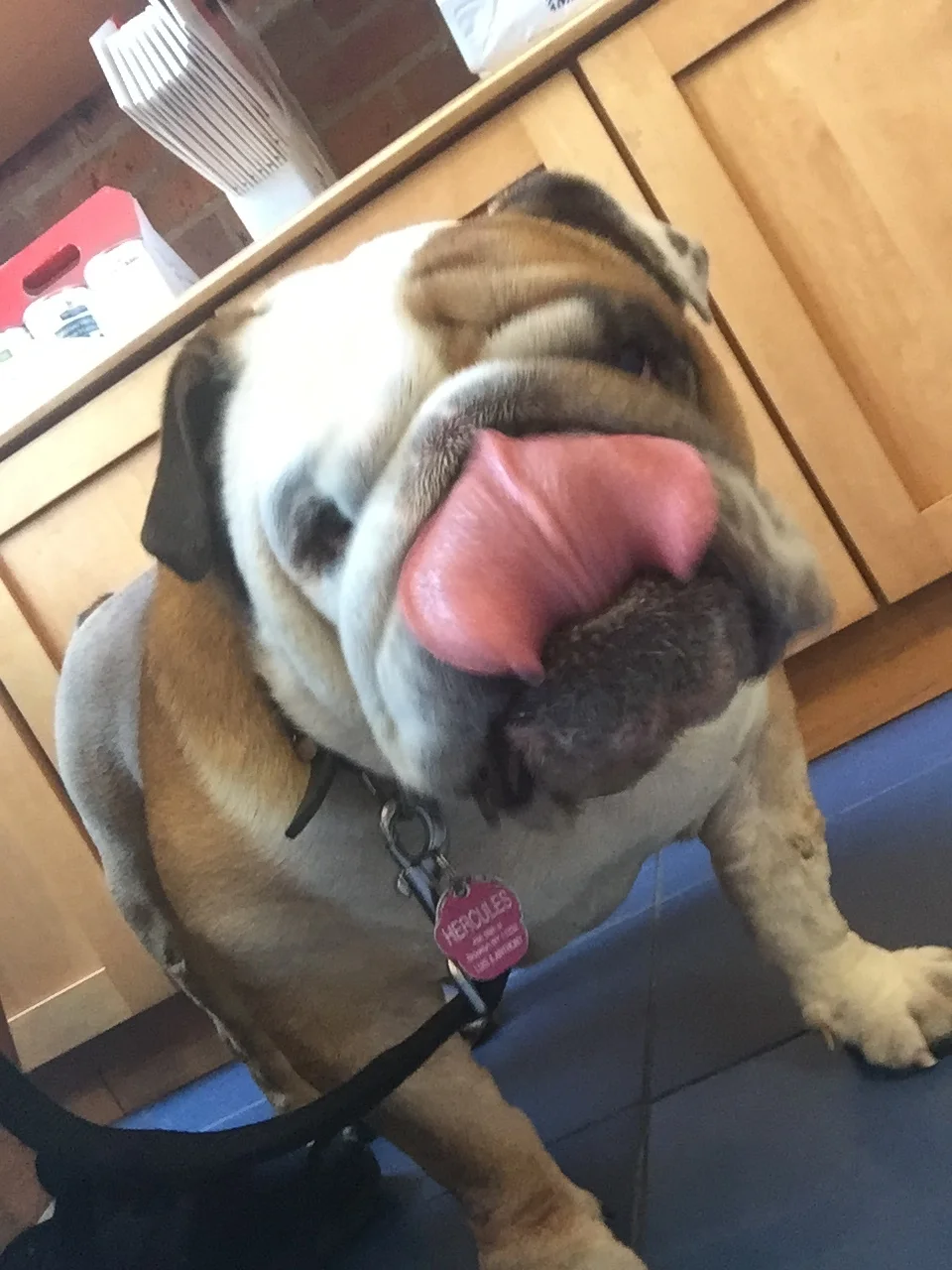 We Are Deeply Grateful for All the Help With Hercules, He Has Been a Joy in Our Lives