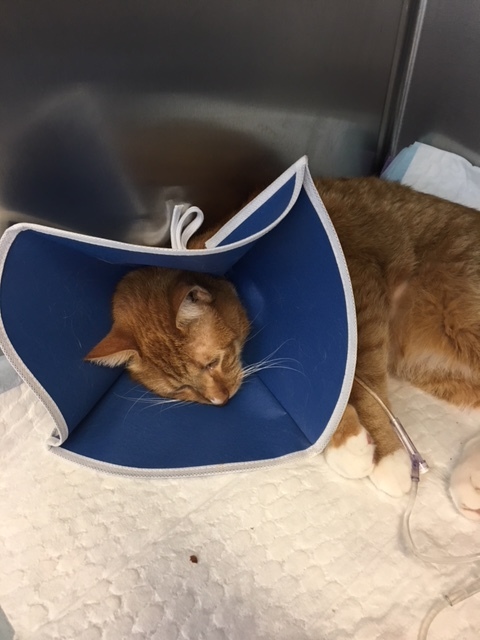 Thank You for Reuniting Simba with His Loving Family